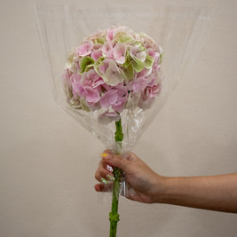 HYDRANGEA MATCHA CHAMPAGNE