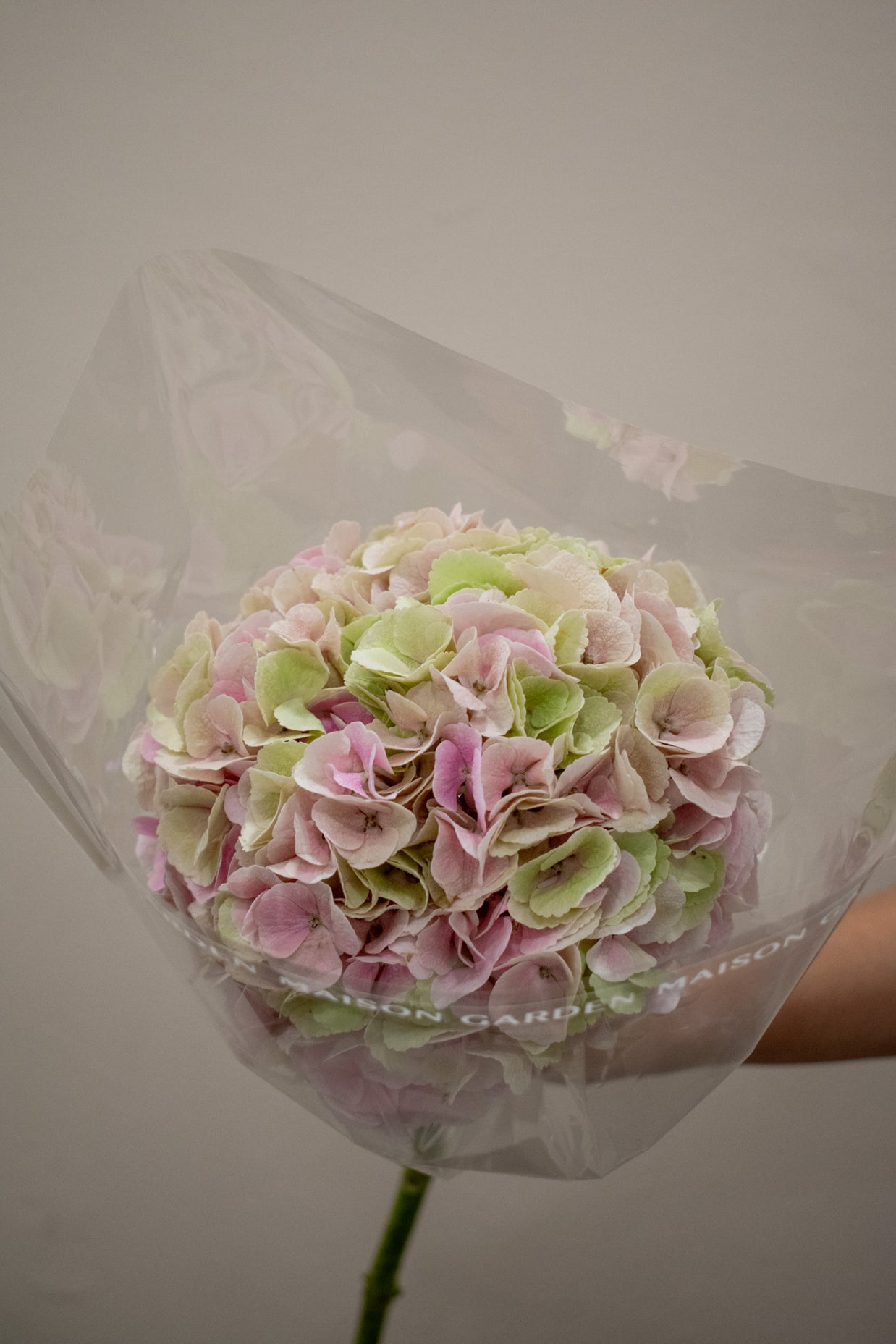 HYDRANGEA MATCHA CHAMPAGNE