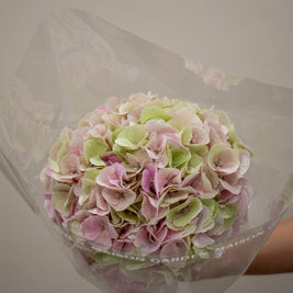 HYDRANGEA MATCHA CHAMPAGNE