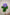 HYDRANGEA PURPLE