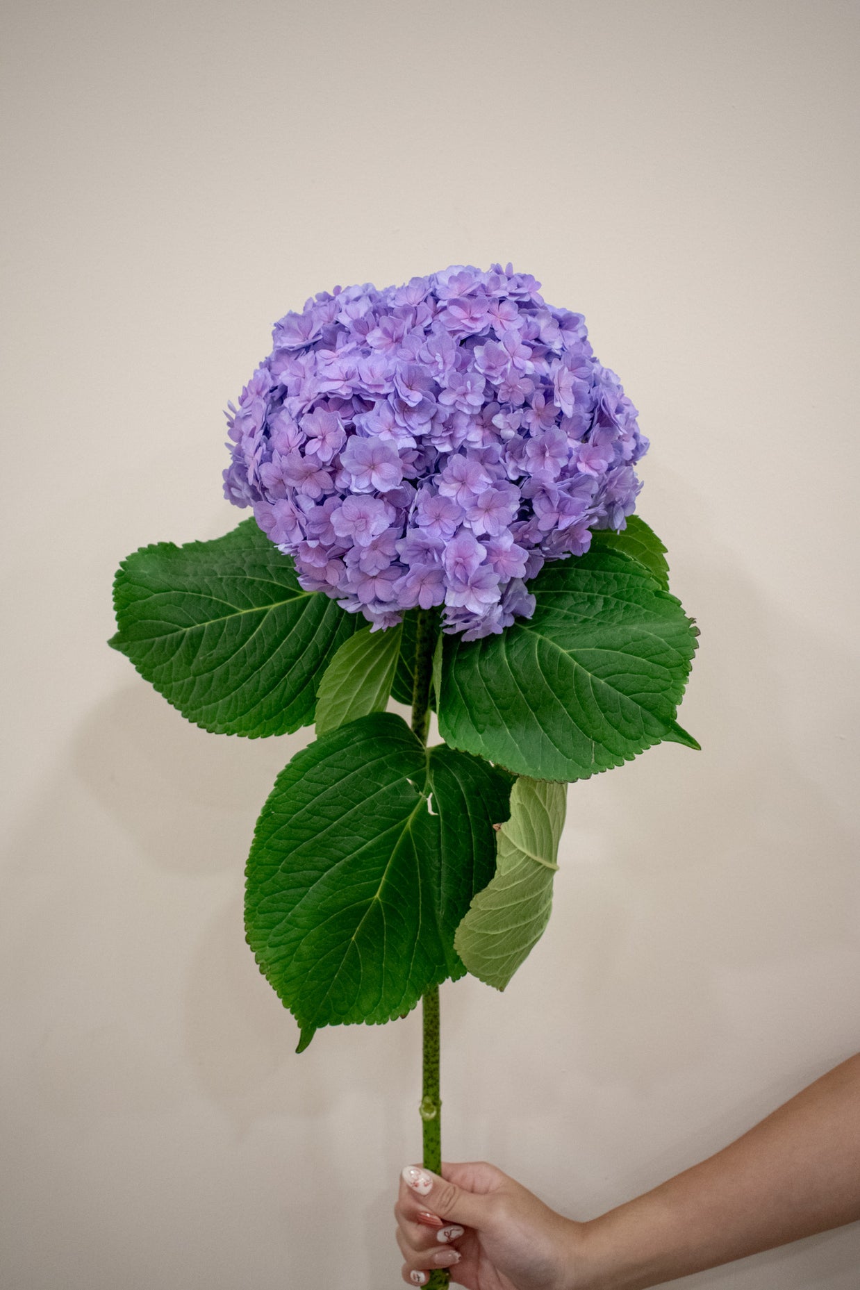 HYDRANGEA PURPLE