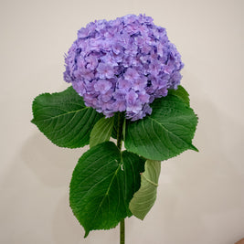 HYDRANGEA PURPLE