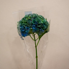 HYDRANGEA ROYAL PARADE