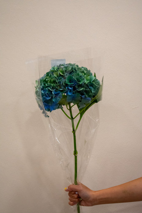 HYDRANGEA ROYAL PARADE