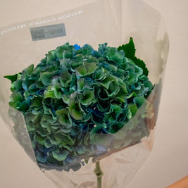 HYDRANGEA ROYAL PARADE