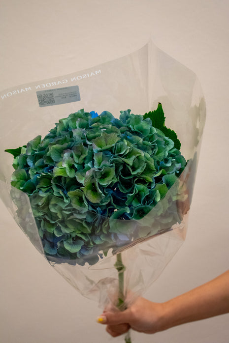 HYDRANGEA ROYAL PARADE