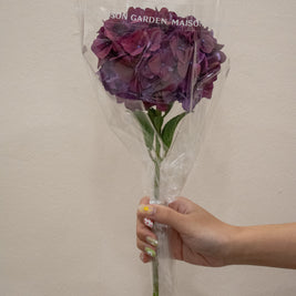 HYDRANGEA RUBY AUBERGINE