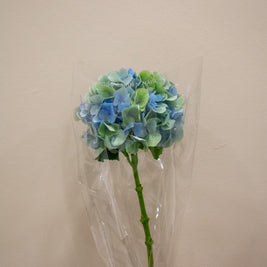HYDRANGEA VERENA BLUE GREEN