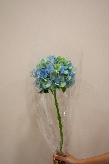 HYDRANGEA VERENA BLUE GREEN