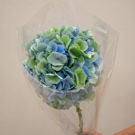 HYDRANGEA VERENA BLUE GREEN