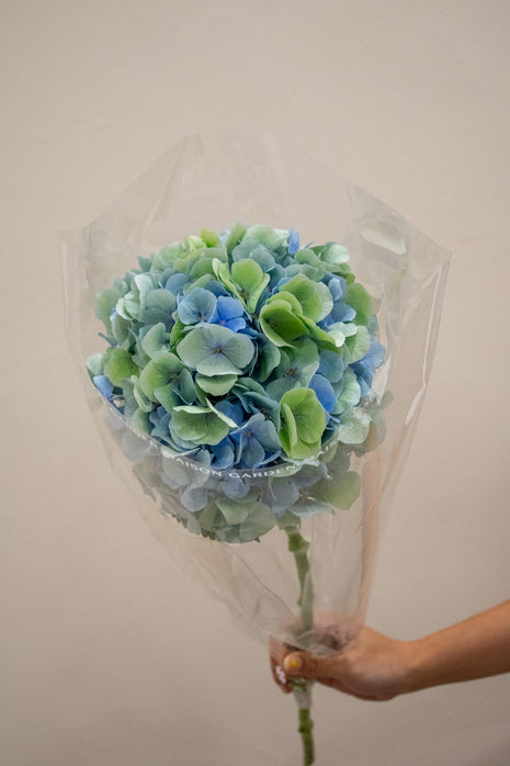 HYDRANGEA VERENA BLUE GREEN