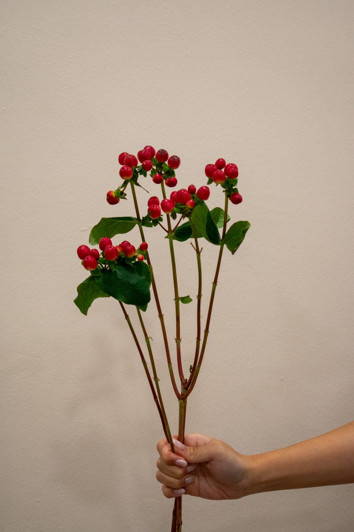 HYPERICUM BERRIES RED