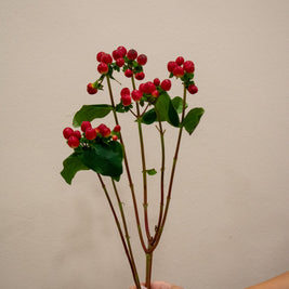HYPERICUM BERRIES RED