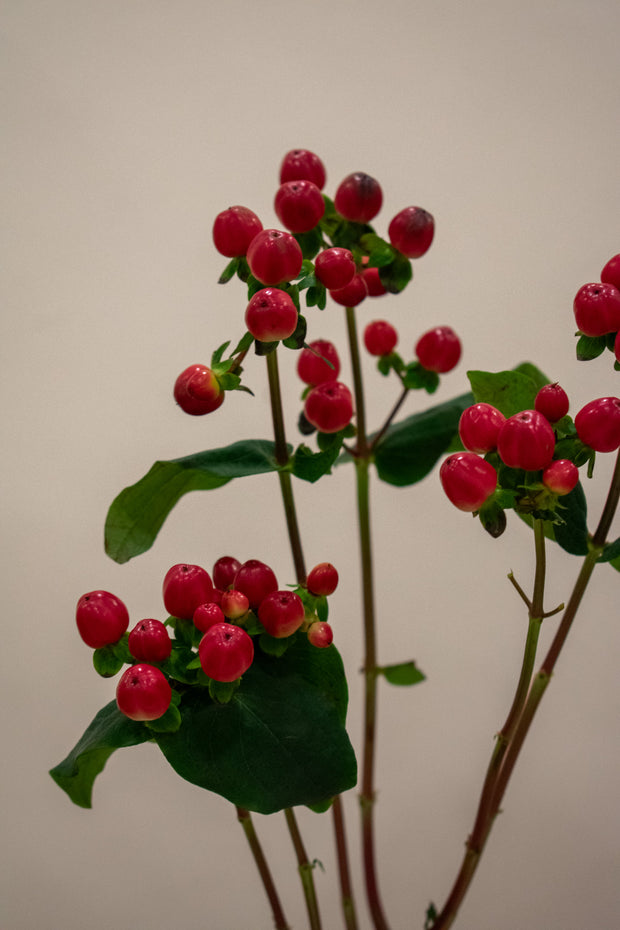 HYPERICUM BERRIES RED