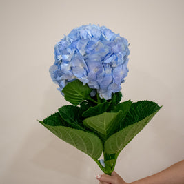 HYDRANGEA BLUE