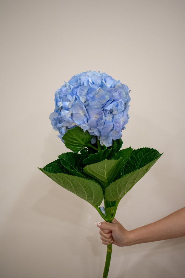 HYDRANGEA BLUE