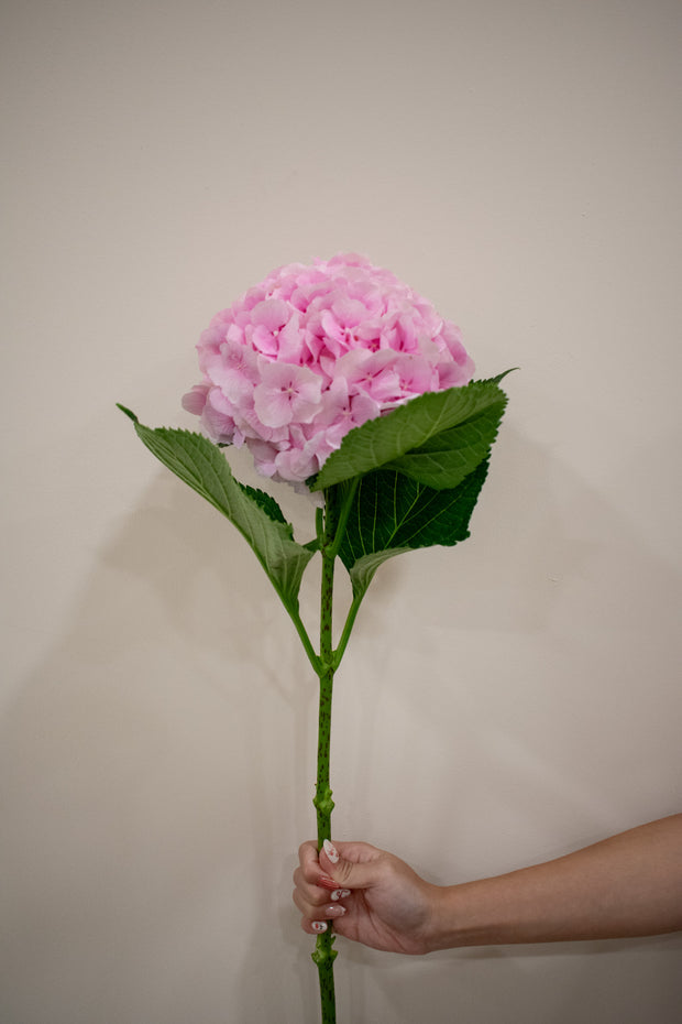 HYDRANGEA LIGHT PINK