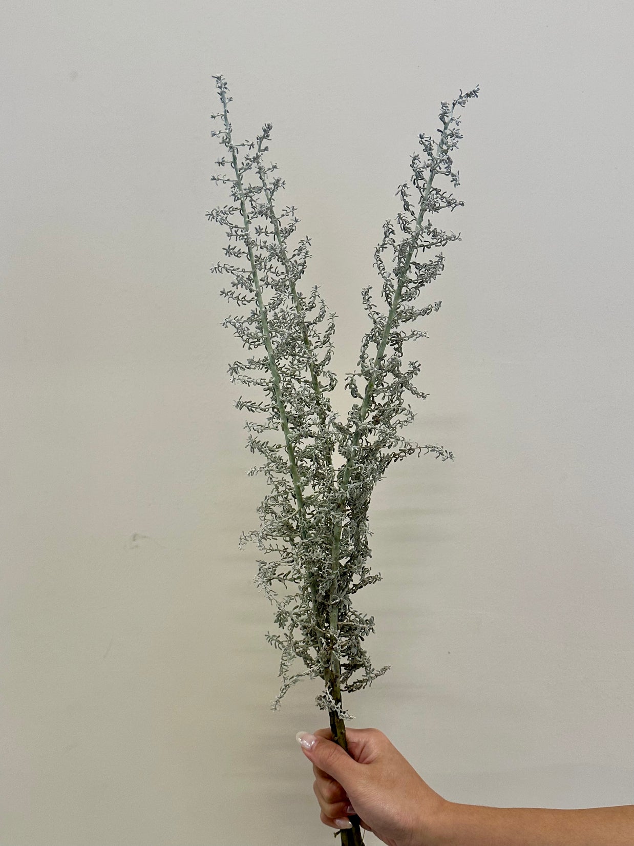 KOCHIA