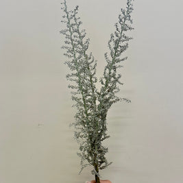 KOCHIA
