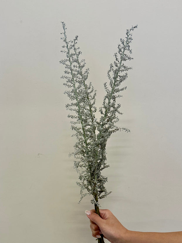 KOCHIA
