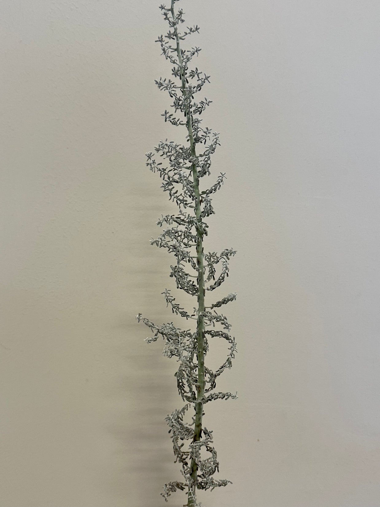 KOCHIA