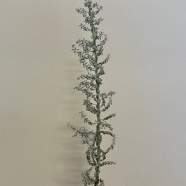KOCHIA