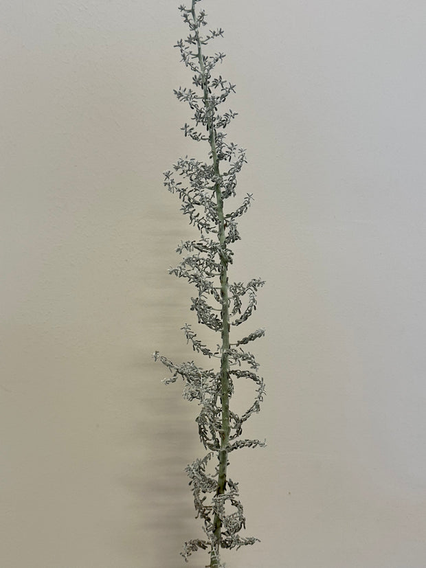 KOCHIA