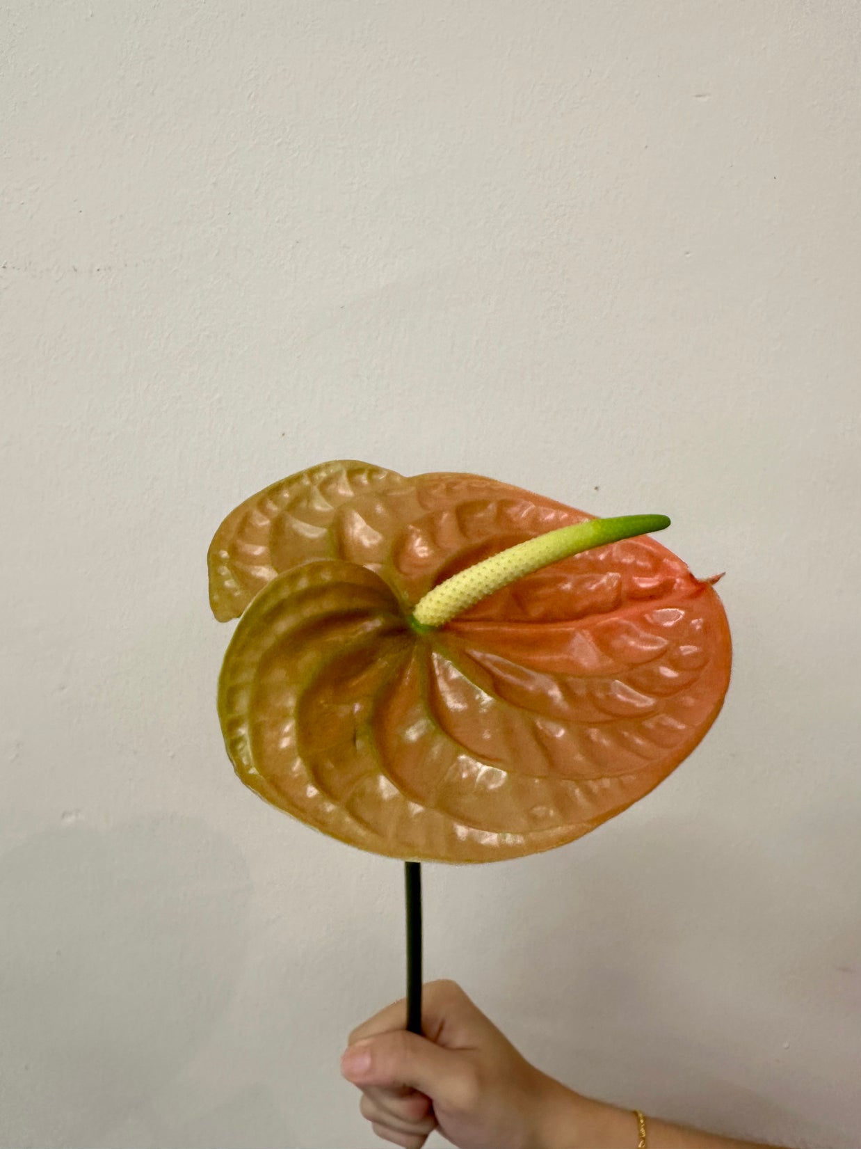 ANTHURIUM LIGHT PEACH