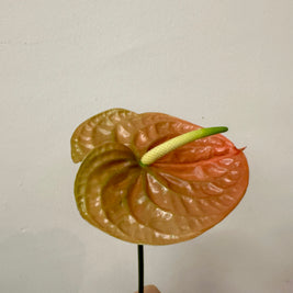 ANTHURIUM LIGHT PEACH