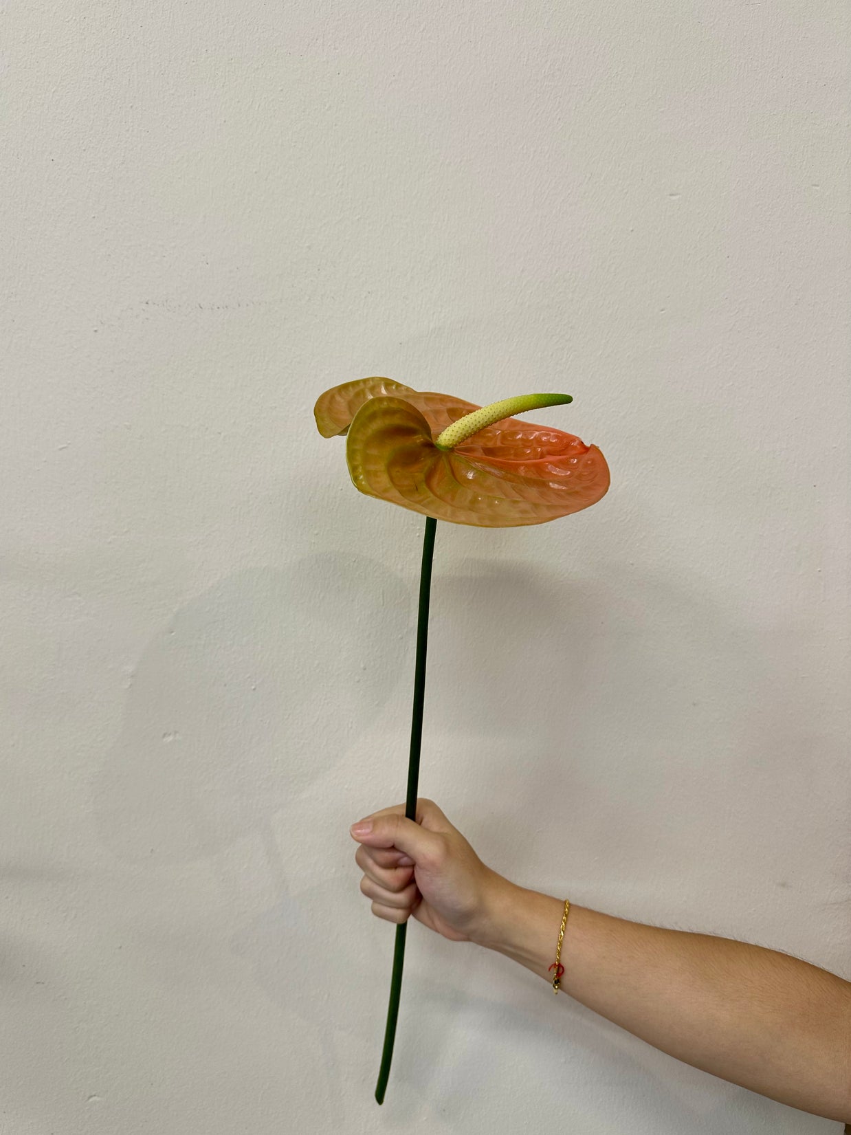 ANTHURIUM LIGHT PEACH