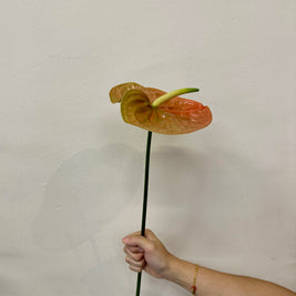 ANTHURIUM LIGHT PEACH