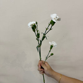 SPRAY CARNATION WHITE