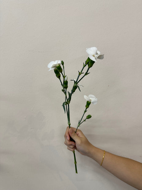 SPRAY CARNATION WHITE