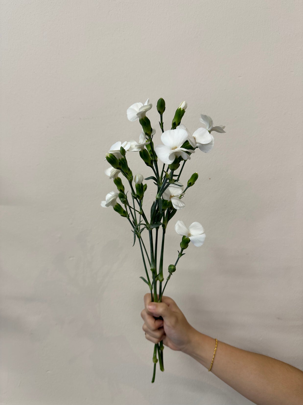 SPRAY CARNATION WHITE