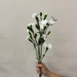 SPRAY CARNATION WHITE