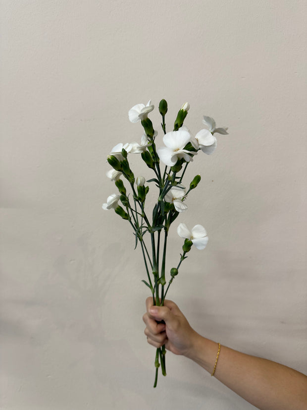 SPRAY CARNATION WHITE