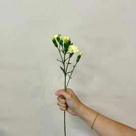SPRAY CARNATION LIGHT YELLOW