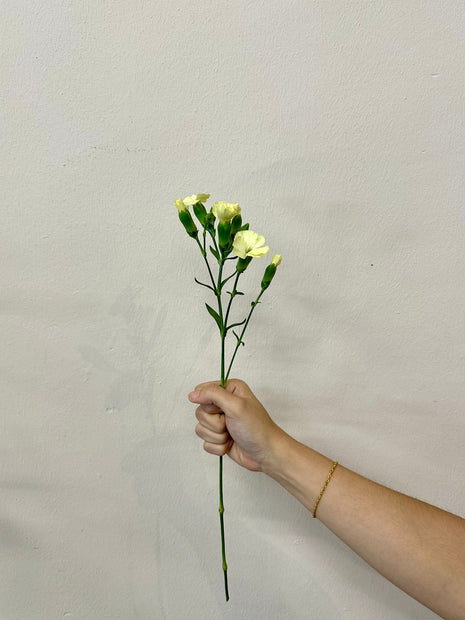 SPRAY CARNATION LIGHT YELLOW