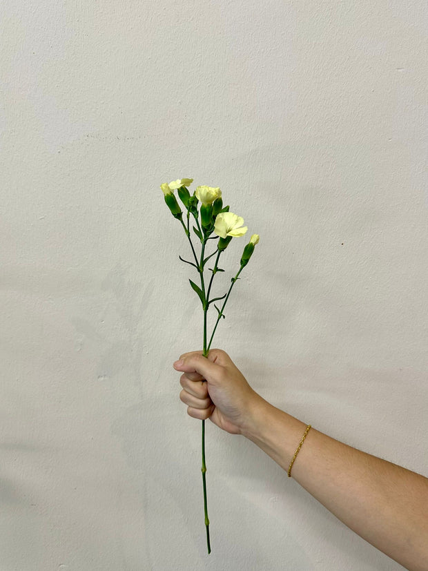 SPRAY CARNATION LIGHT YELLOW
