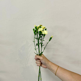 SPRAY CARNATION LIGHT YELLOW