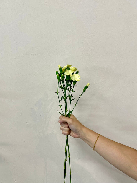 SPRAY CARNATION LIGHT YELLOW