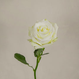 IcebreakerRose