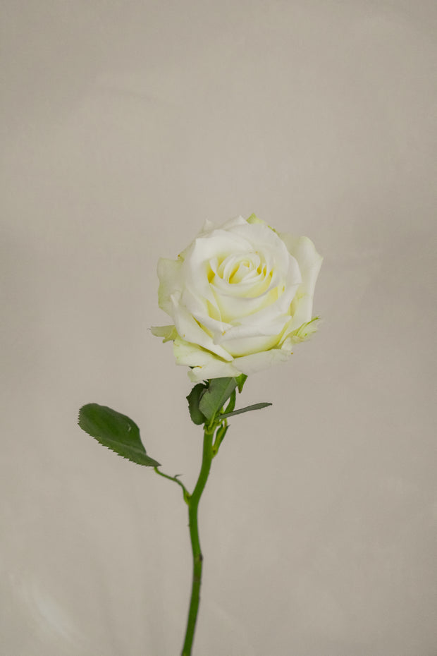 IcebreakerRose