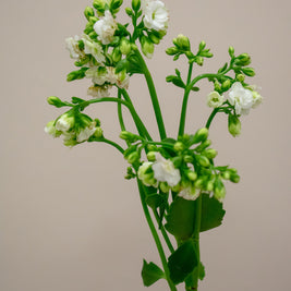 KALANCHOE CRYSTAL WHITE MEADOW