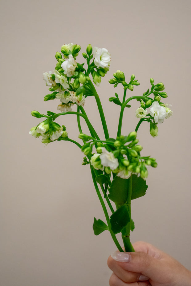 KALANCHOE CRYSTAL WHITE MEADOW