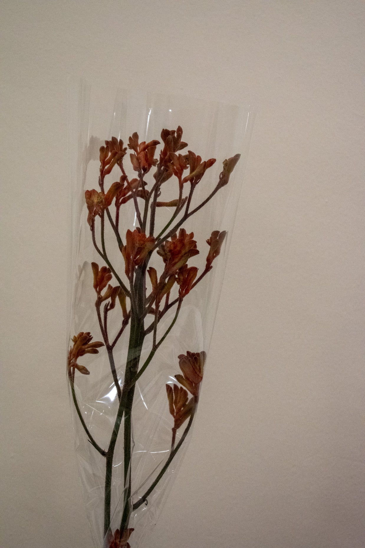 KANGAROO PAW