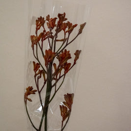 KANGAROO PAW