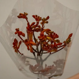 KANGAROO PAW