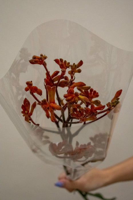 KANGAROO PAW