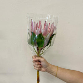 KING PROTEA PINK